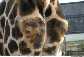Giraffe 0026