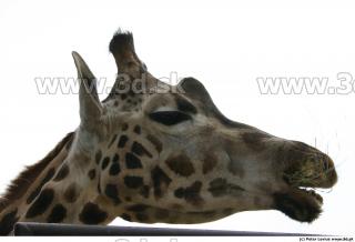Giraffe 0027