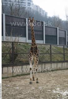 Giraffe poses 0008