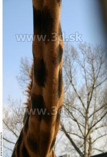 Giraffe poses 0018