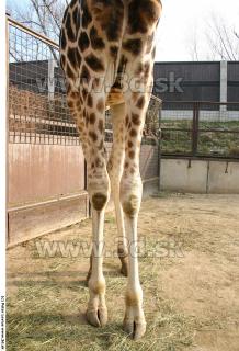 Giraffe poses 0021