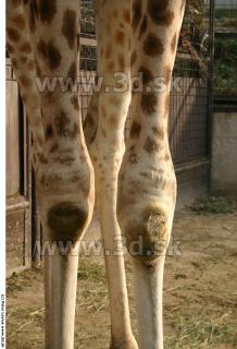 Giraffe poses 0022