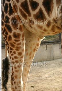 Giraffe poses 0023