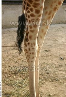 Giraffe poses 0025