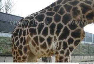 Giraffe poses 0028