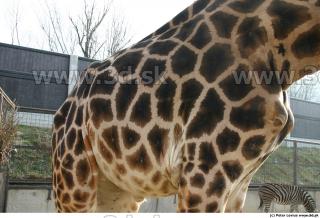 Giraffe poses 0029