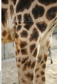 Giraffe poses 0031