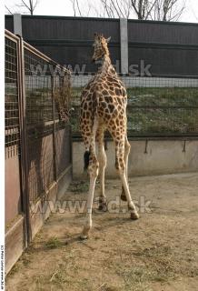Giraffe poses 0034