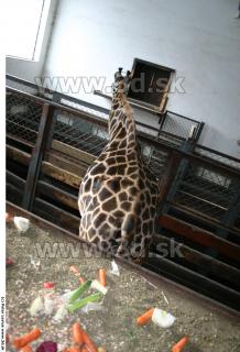 Giraffe poses 0045
