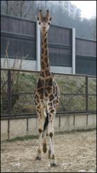 Giraffe poses