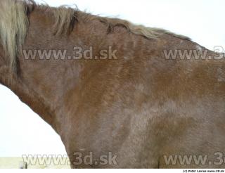 Horse 0015