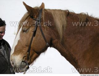 Horse 0041