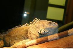 Upper Body Iguana