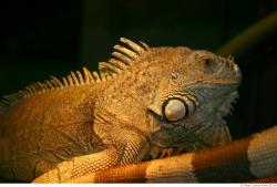 Head Iguana