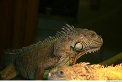 Iguana