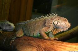 Iguana