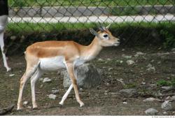 Whole Body Antelope
