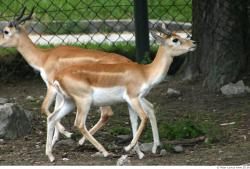 Whole Body Antelope