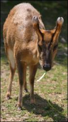 Muntjac