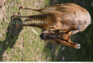 Muntjac 0002