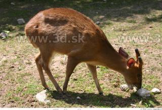 Muntjac 0006