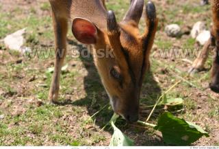 Muntjac 0007