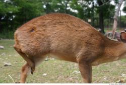 Muntjac