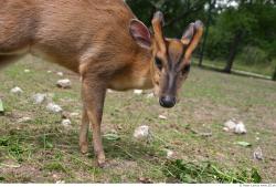 Muntjac