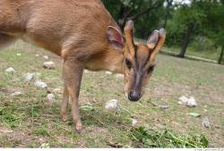 Muntjac