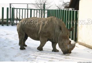 Rhinoceros poses 0012