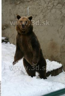 Bear 0006