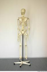 Skeleton