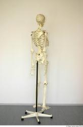 Whole Body Skeleton