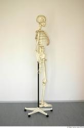 Whole Body Skeleton