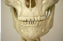 Teeth Skeleton