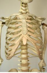 Chest Skeleton