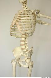 Skeleton