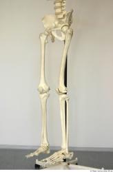 Skeleton