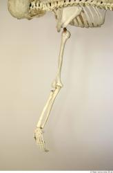 Arm Skeleton Animation references