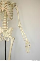 Skeleton poses