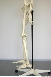 Skeleton poses