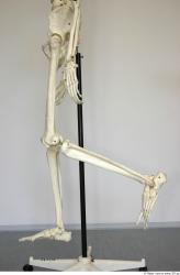 Skeleton poses