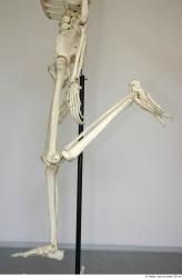 Skeleton poses