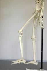 Skeleton poses