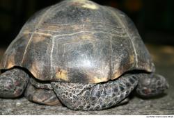 Turtle I