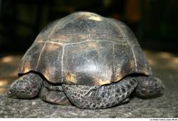 Turtle I