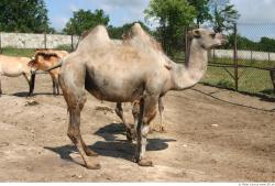 Camel