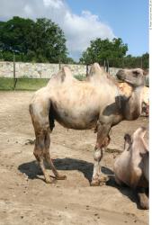 Camel