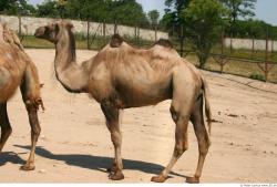 Camel