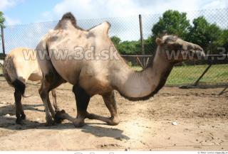 Camel poses 0001
